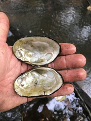 Lampsilis straminea