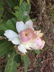 Gustavia angustifolia