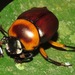 Escarabajos Rodacacas - Photo (c) Rich Hoyer, algunos derechos reservados (CC BY-NC-SA), subido por Rich Hoyer
