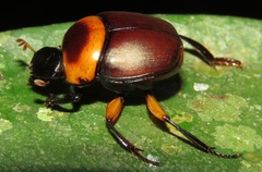 Canthon luteicollis