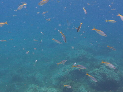 Yellowstriped butterfish (Labracoglossa argenteiventris) — Kyphosidae — 4