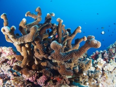 Pocillopora grandis
