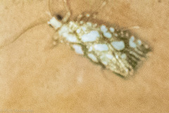 Heppnerographa
