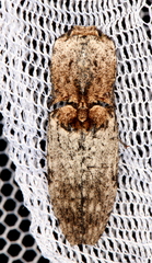 Cryptalaus prosectus