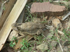 Phrynosoma taurus