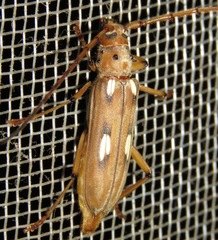 Pantomallus costulatus