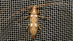 Pantomallus costulatus