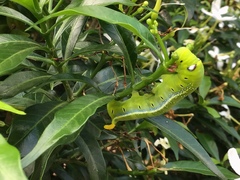 Daphnis nerii