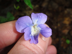 Viola triloba