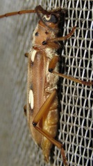 Pantomallus costulatus
