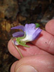 Viola triloba