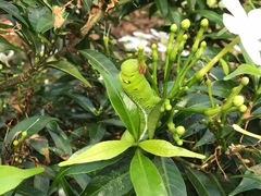 Daphnis nerii