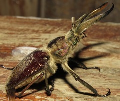 Sphaenognathus giganteus