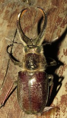 Sphaenognathus giganteus