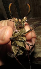 Sphaenognathus giganteus