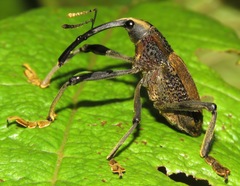 Rhinastus latisternus