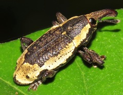 Heilipus
