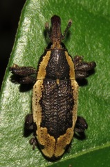Heilipus