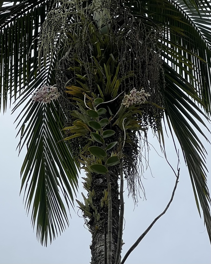 Dendrobium nindii W.Hill 2