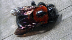 Xylocopa similis