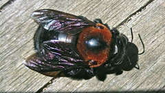 Xylocopa similis
