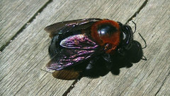 Xylocopa similis
