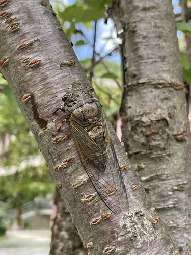 Eastern horse cicada