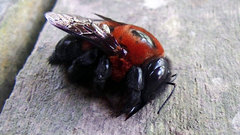 Xylocopa similis