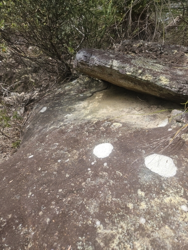 Yellow-faced Whipsnake sighting