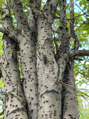 Priest Cicada