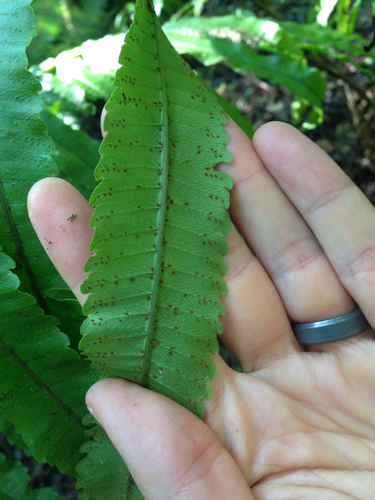 Menisciopsis cyatheoides