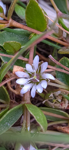 Stellaria humifusa iNat (3)