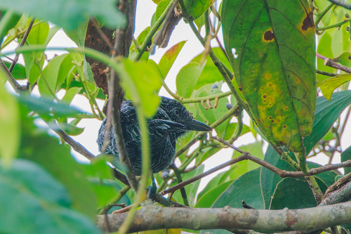 Lined Antshrike (Thamnophilus tenuepunctatus)