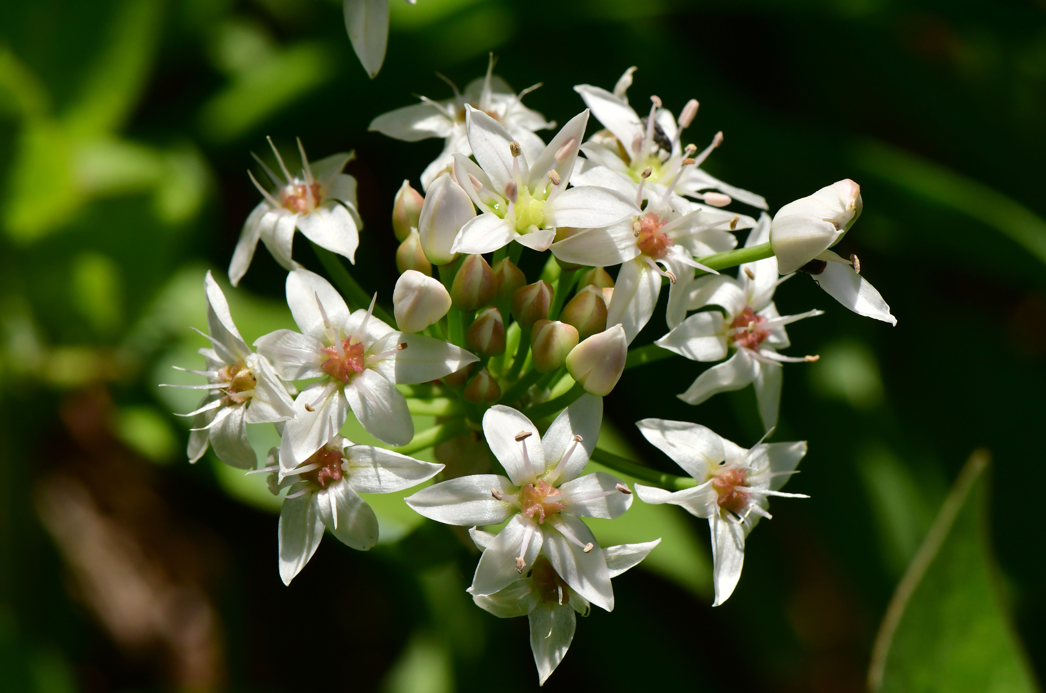 Allium plummerae