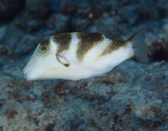 Canthigaster coronata