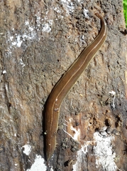 Newzealandia