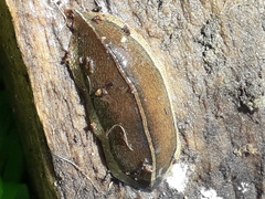 Newzealandia