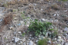 Raphanus raphanistrum landra