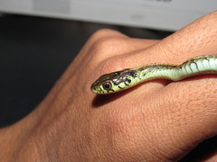 Thamnophis eques