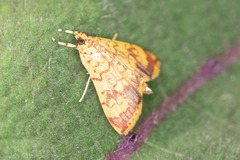 Portentomorpha xanthialis