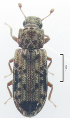 Bitoma vicina