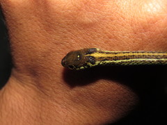 Thamnophis eques