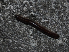 Leptogoniulus sorornus