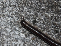 Leptogoniulus sorornus