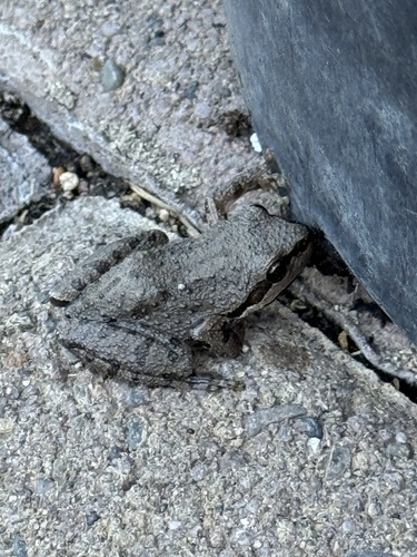 Pacific chorus frog photographed in Nevada