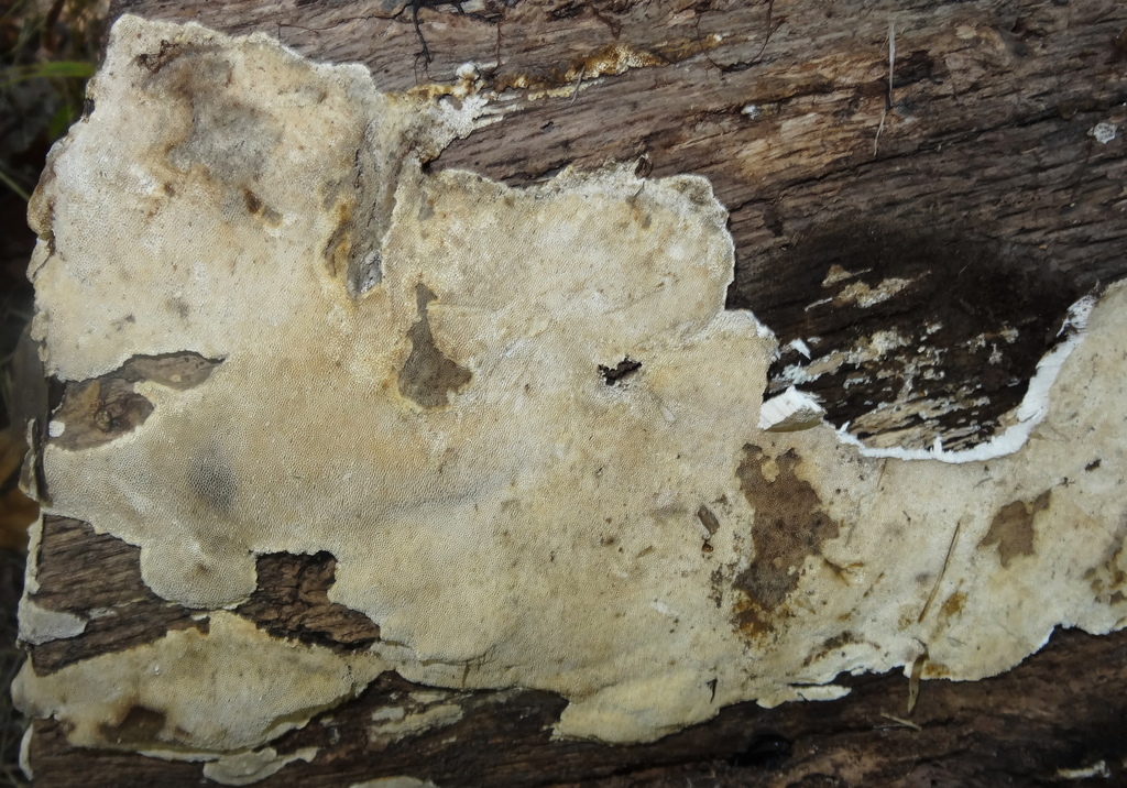 Pancake Crust