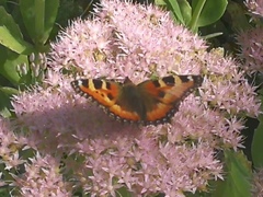 Aglais urticae