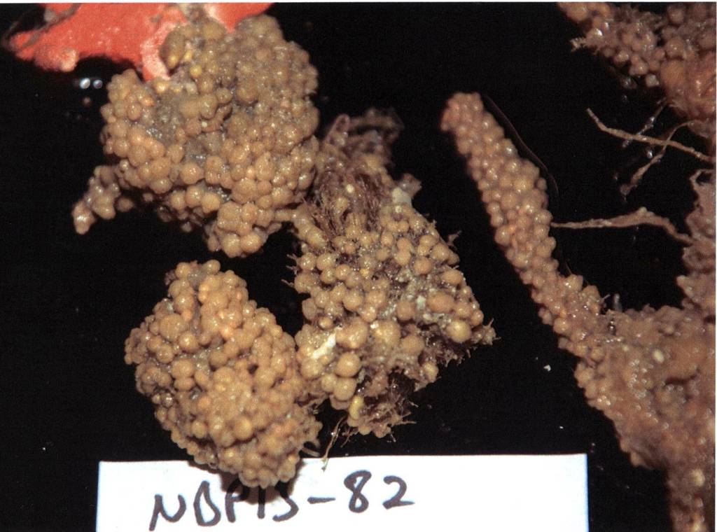 Polyzoa