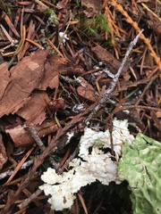 Leptobunus parvulus