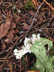 Leptobunus parvulus